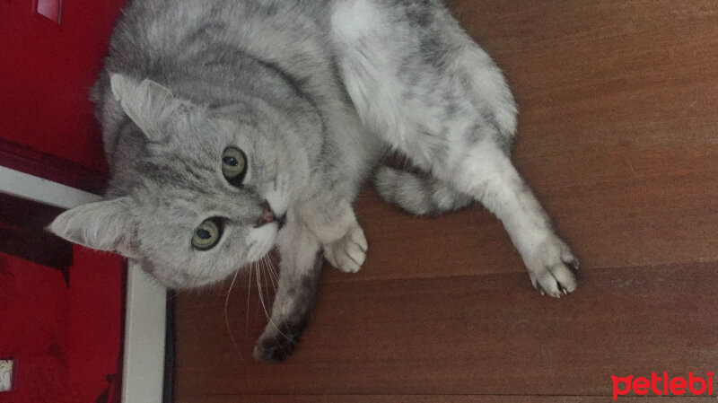 British Shorthair, Kedi  Duman fotoğrafı