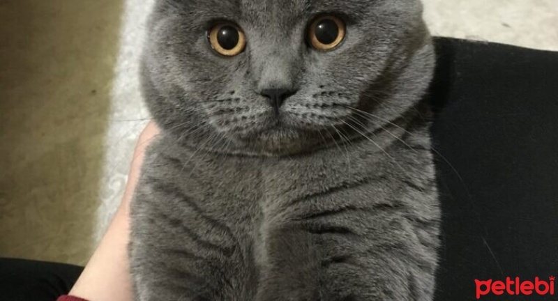 British Shorthair, Kedi  duman fotoğrafı