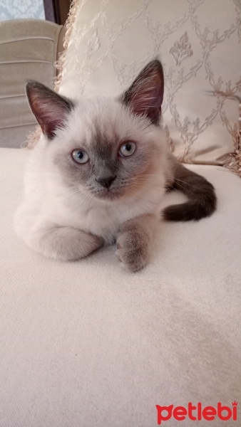 British Shorthair, Kedi  Bulut fotoğrafı