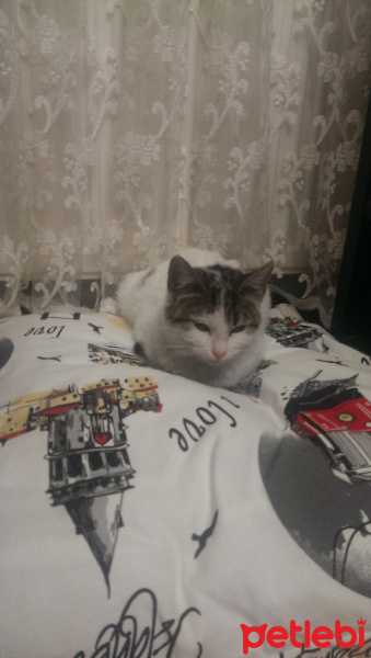 Tekir Kedi, Kedi  Ponçik ve minnoş fotoğrafı