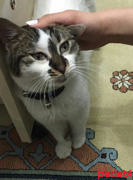 Tekir Kedi, Kedi  Ponçik ve minnoş fotoğrafı