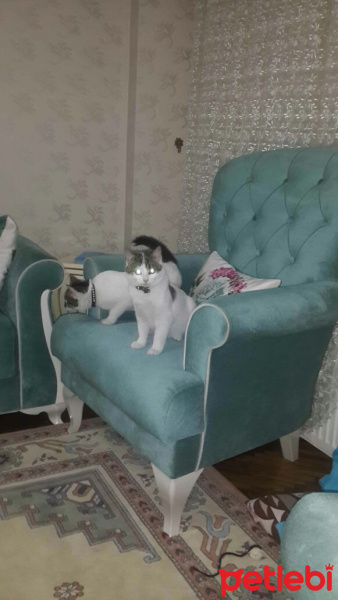 Tekir Kedi, Kedi  Ponçik ve minnoş fotoğrafı