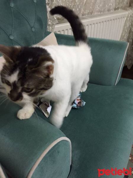 Tekir Kedi, Kedi  Ponçik ve minnoş fotoğrafı
