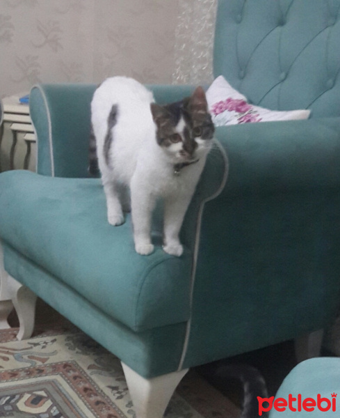 Tekir Kedi, Kedi  Ponçik ve minnoş fotoğrafı