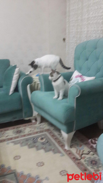 Tekir Kedi, Kedi  Ponçik ve minnoş fotoğrafı