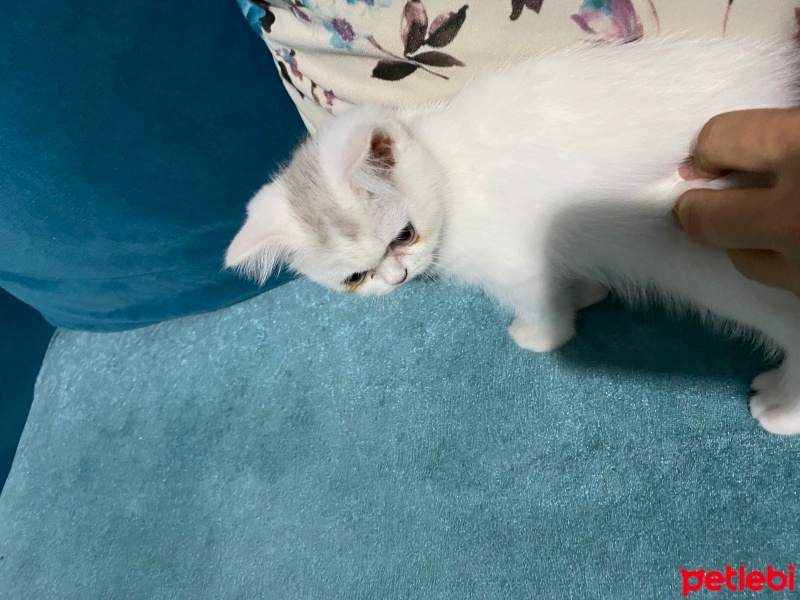 Scottish Fold, Kedi  Pamuk fotoğrafı
