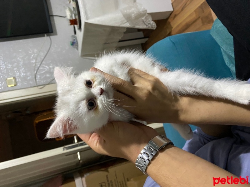 Scottish Fold, Kedi  Pamuk fotoğrafı