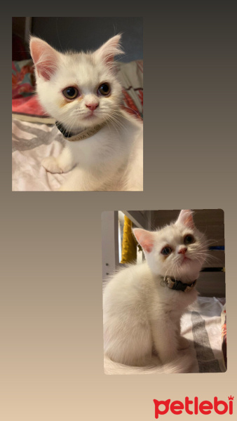 Scottish Fold, Kedi  Pamuk fotoğrafı