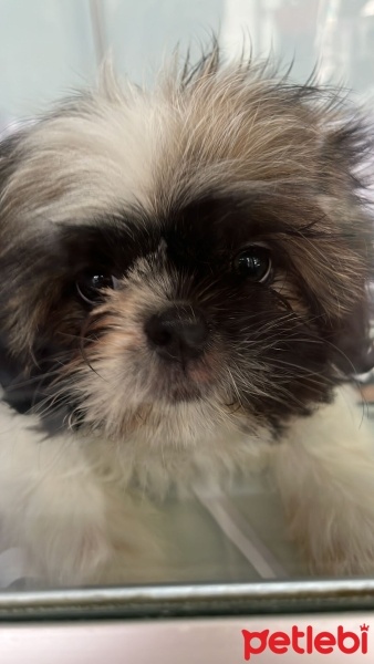 Shih Tzu, Köpek  Balım fotoğrafı