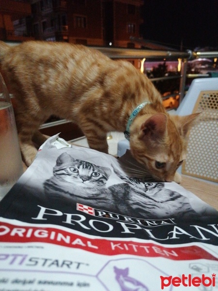 Tekir Kedi, Kedi  Güneş fotoğrafı