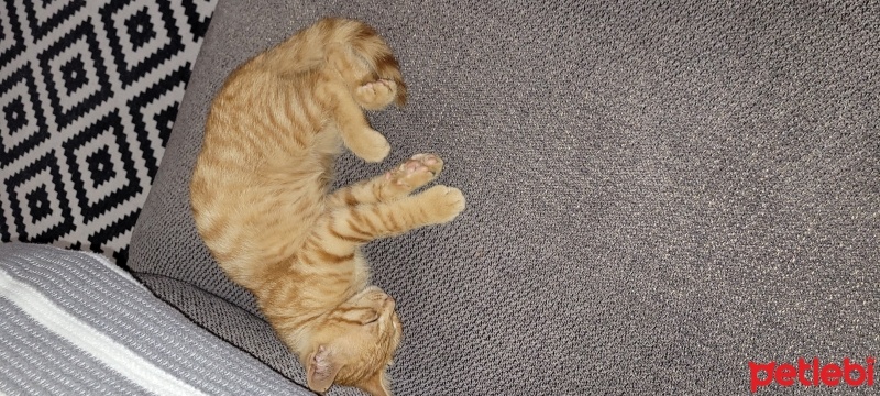 Tekir Kedi, Kedi  karamel fotoğrafı