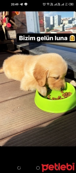 Golden Retriever, Köpek  Luna fotoğrafı