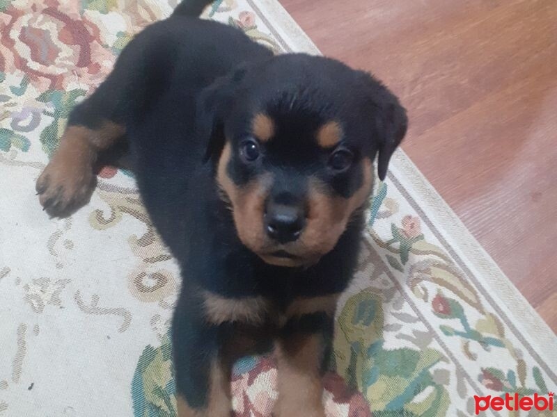 Rottweiler, Köpek  star fotoğrafı