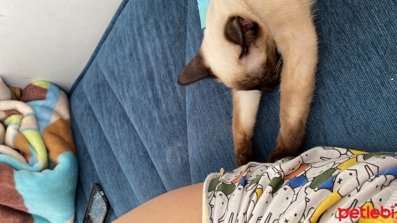 Siyam Kedisi, Kedi  Lidya fotoğrafı