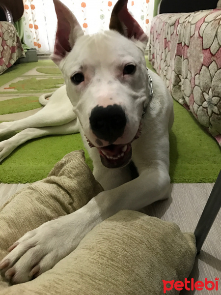Dogo Arjantin, Köpek  Robin fotoğrafı
