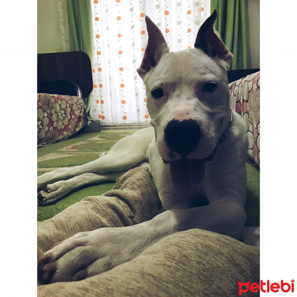 Dogo Arjantin, Köpek  Robin fotoğrafı