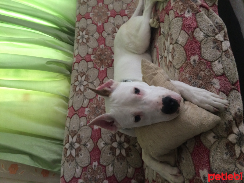 Dogo Arjantin, Köpek  Robin fotoğrafı