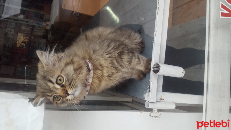 İran Kedisi (Persian), Kedi  Duman fotoğrafı