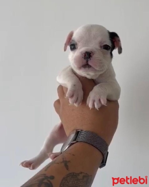 Fransız Bulldog, Köpek  carlos fotoğrafı