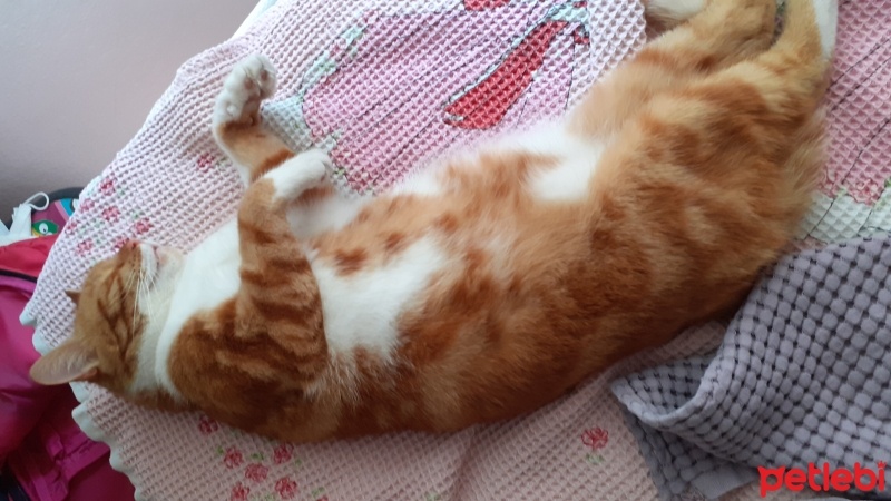 Sarman, Kedi  Sarman fotoğrafı