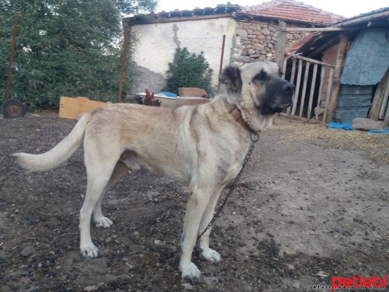 Kangal, Köpek  çakır fotoğrafı