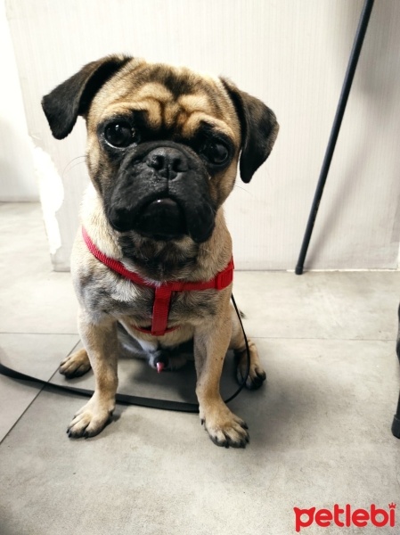 Pug, Köpek  VOSSEN fotoğrafı