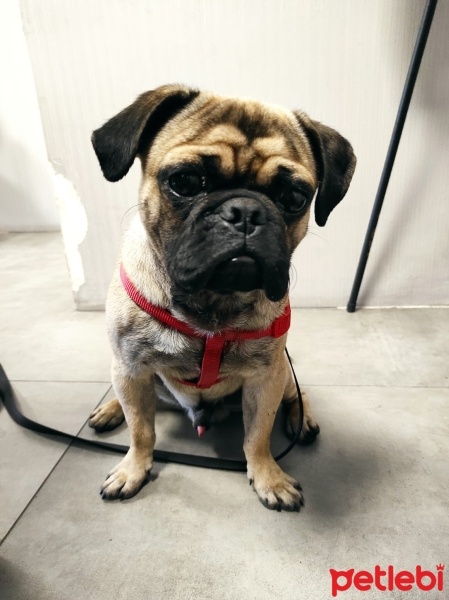 Pug, Köpek  VOSSEN fotoğrafı