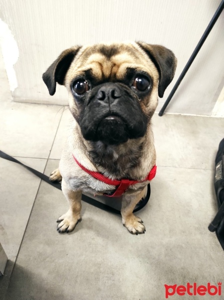 Pug, Köpek  VOSSEN fotoğrafı