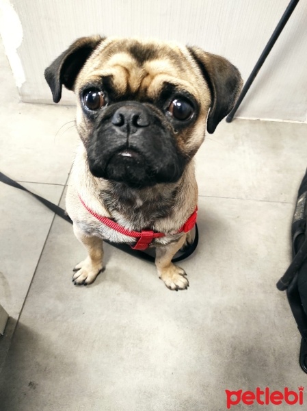 Pug, Köpek  VOSSEN fotoğrafı
