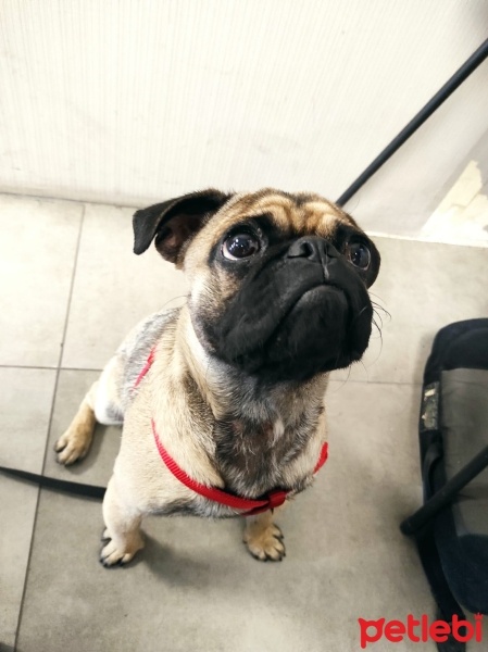 Pug, Köpek  VOSSEN fotoğrafı
