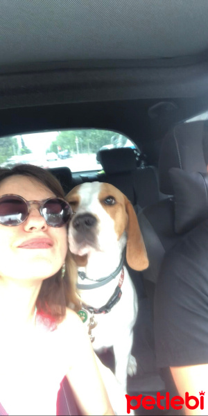 Beagle, Köpek  Bonny fotoğrafı