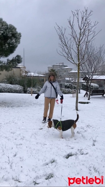 Beagle, Köpek  Bonny fotoğrafı