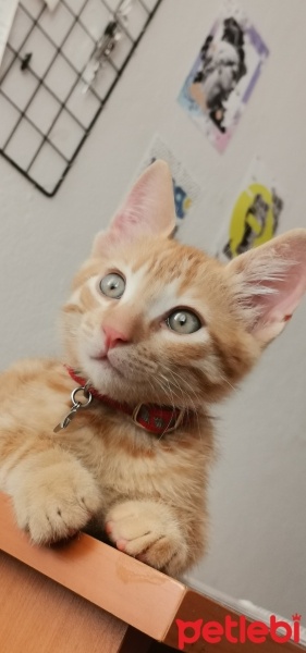Sarman, Kedi  Güneş fotoğrafı