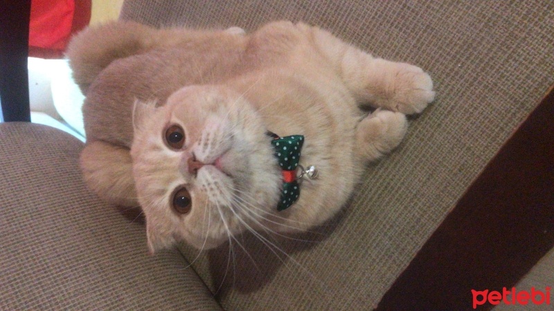 Scottish Fold, Kedi  Kazuha fotoğrafı