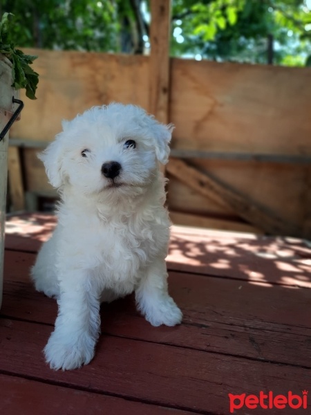 Maltese, Köpek  Harman fotoğrafı