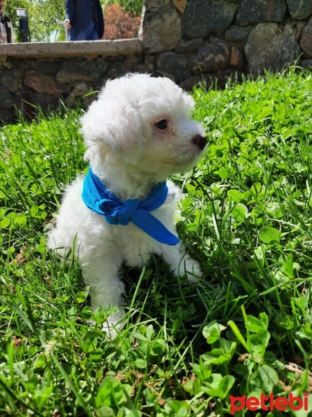 Maltese, Köpek  Harman fotoğrafı