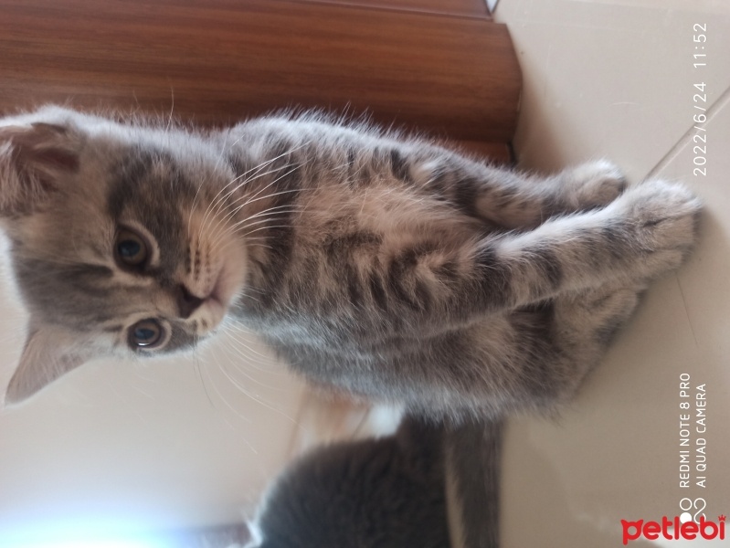 British Shorthair, Kedi  Kontes fotoğrafı