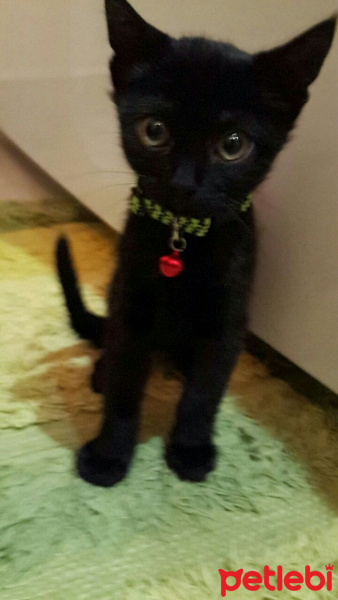 Bombay, Kedi  Fikret fotoğrafı