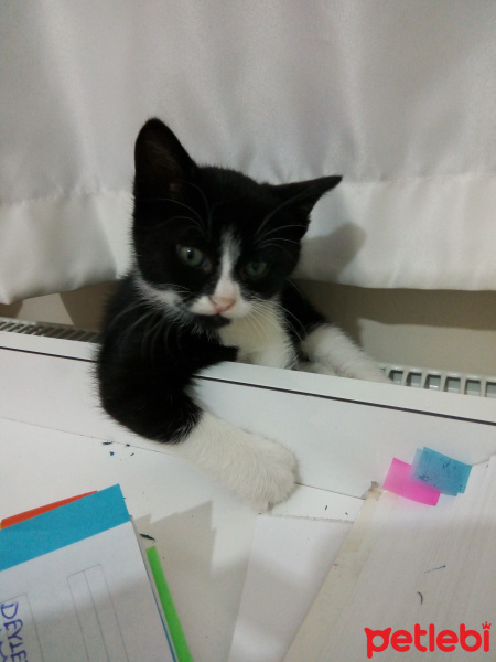 Bombay, Kedi  Fikret fotoğrafı