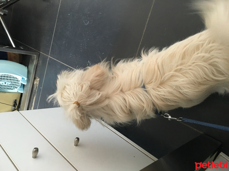 Maltese, Köpek  İzmir fotoğrafı