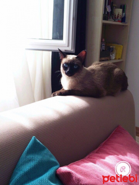 Siyam Kedisi, Kedi  Pirinç fotoğrafı