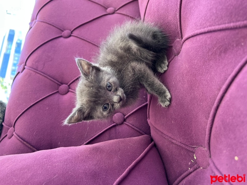 Mavi Rus, Kedi  Mia fotoğrafı
