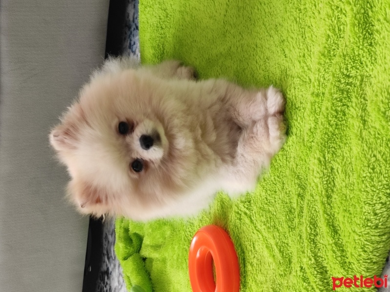Pomeranyalı, Köpek  Lady fotoğrafı