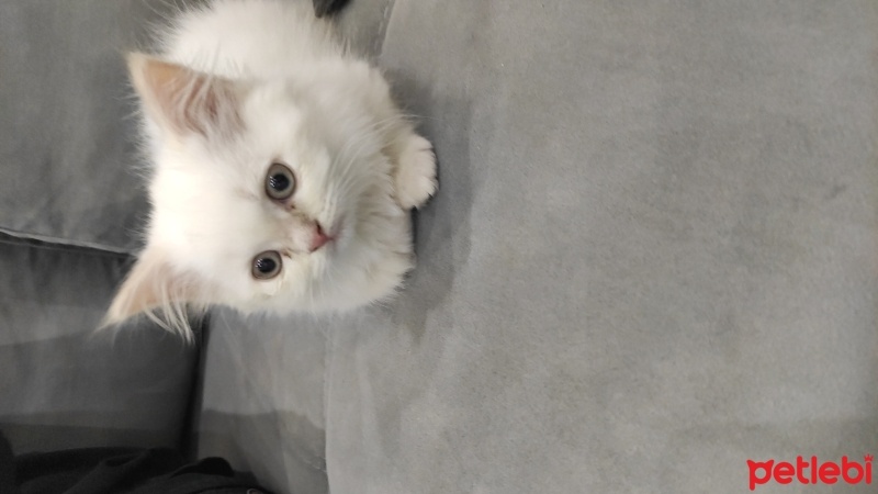 Scottish Fold, Kedi  Zıpır fotoğrafı