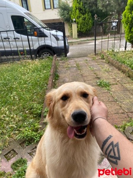 Golden Retriever, Köpek  Caitliyn fotoğrafı