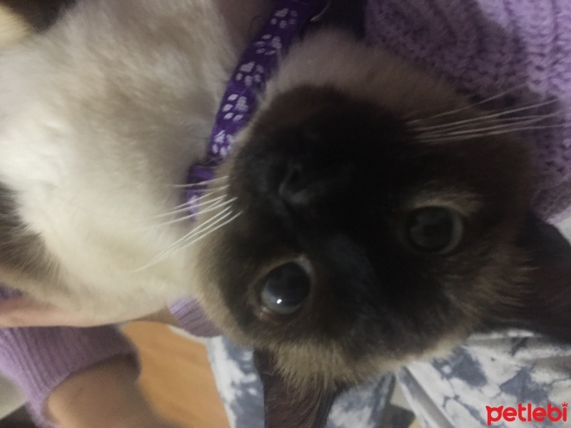 Siyam Kedisi, Kedi  Müezza fotoğrafı