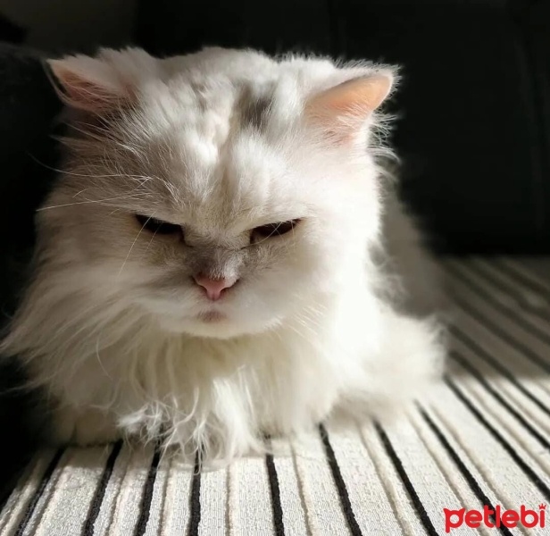 İran Kedisi (Persian), Kedi  vino fotoğrafı