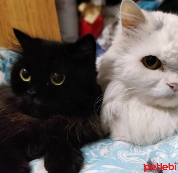 İran Kedisi (Persian), Kedi  vino fotoğrafı