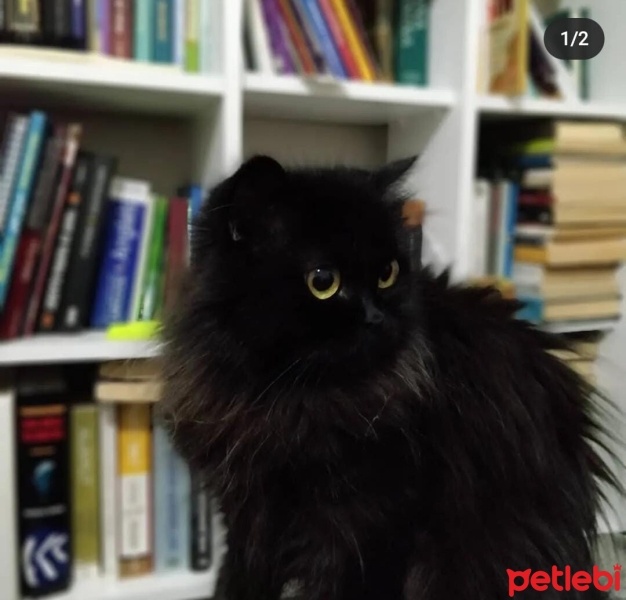 İran Kedisi (Persian), Kedi  samara fotoğrafı