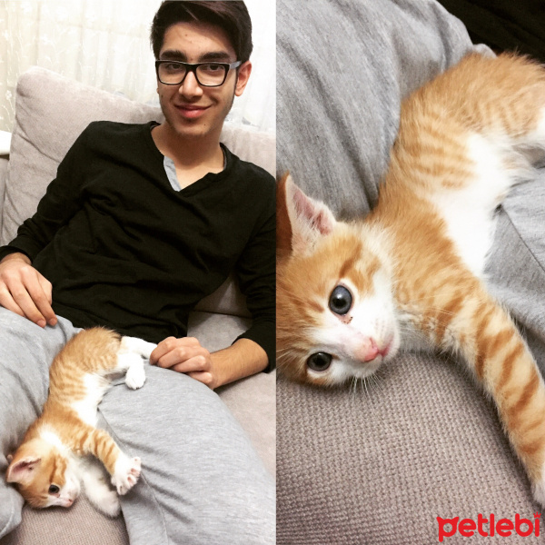 Tekir Kedi, Kedi  Tarçın fotoğrafı